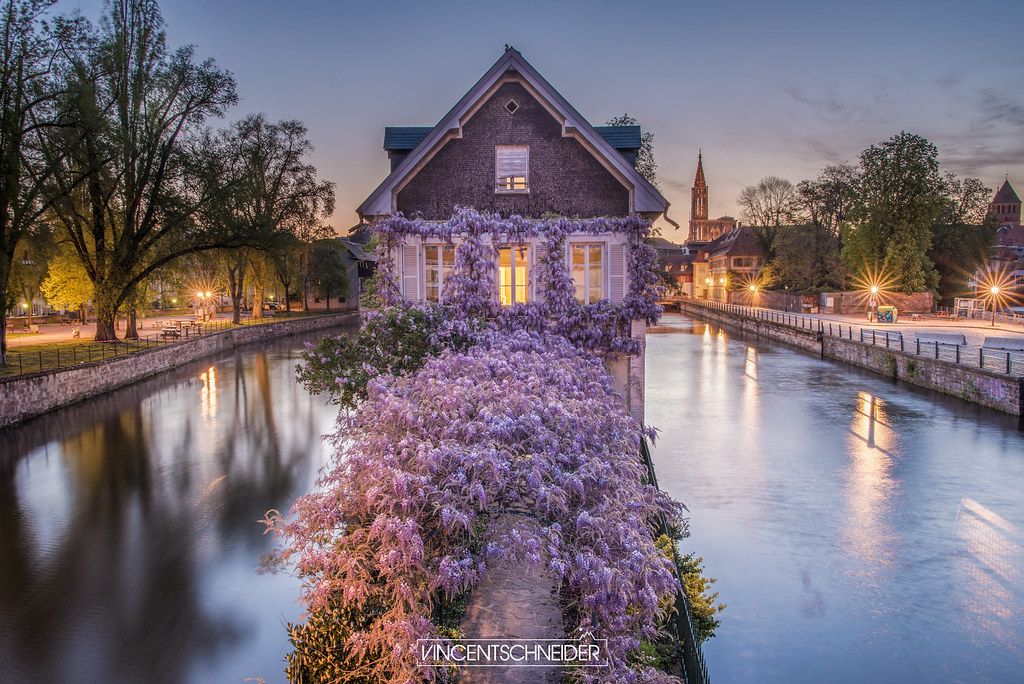 The house of covered bridges in Strasbourg at spring with all the wisteria