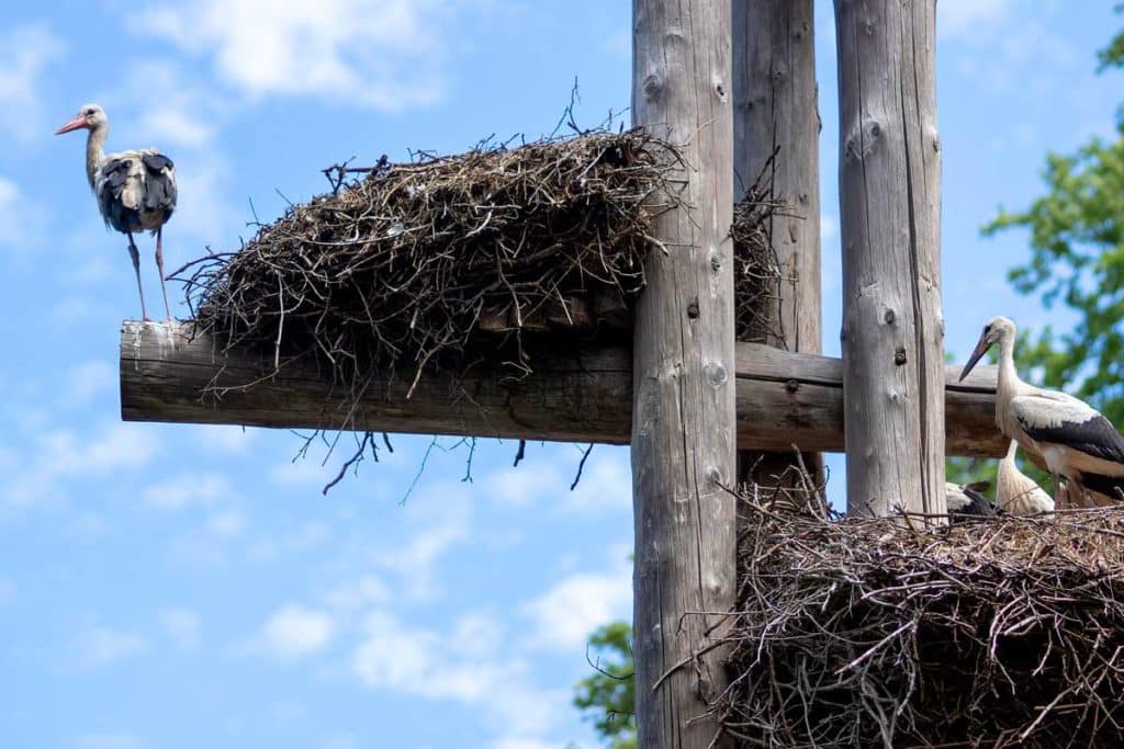 A stork near its nest in Strasbourg, France