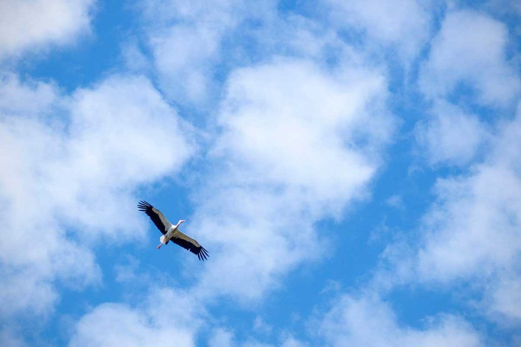 A stork flying in the sky