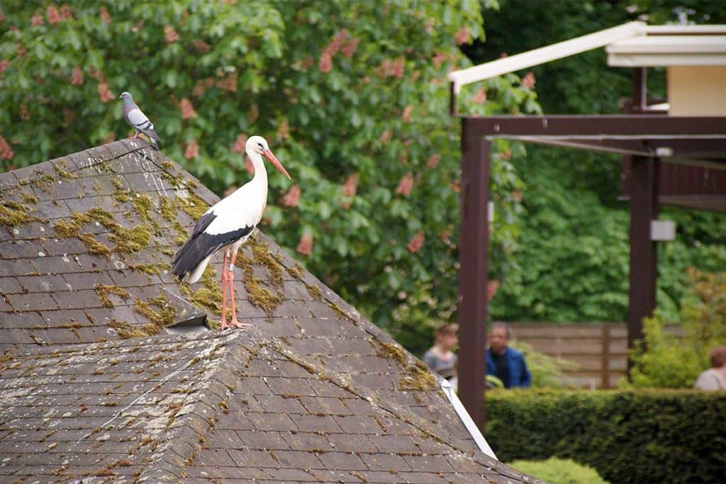 A stork at the Parc de l'Orangerie in Strasbourg (Alsace)