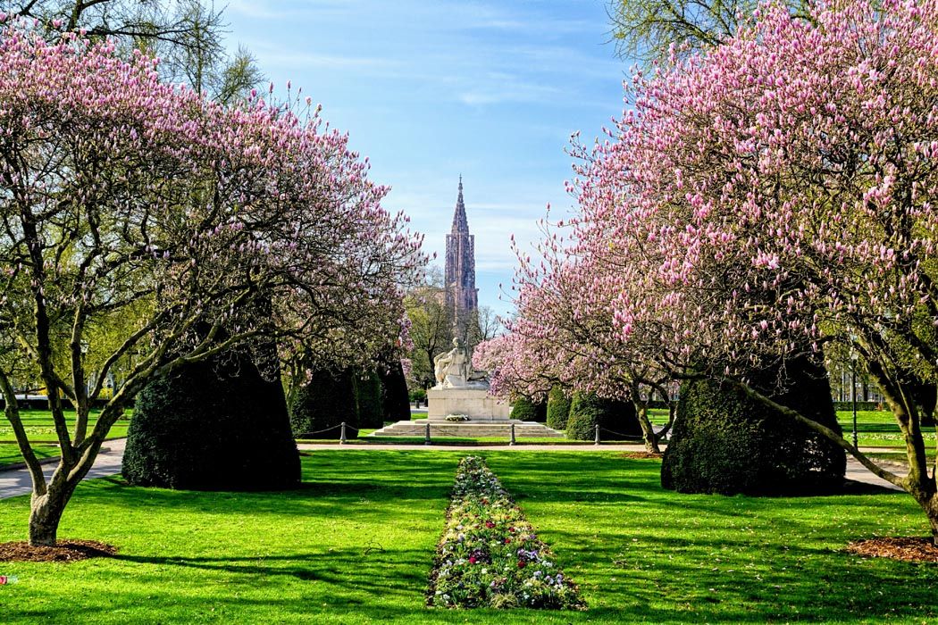Blooming magnolias in Strasbourg with the cathedral in the background