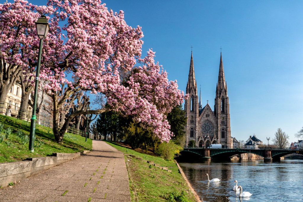 blooming magnolias in Strasbourg by the water