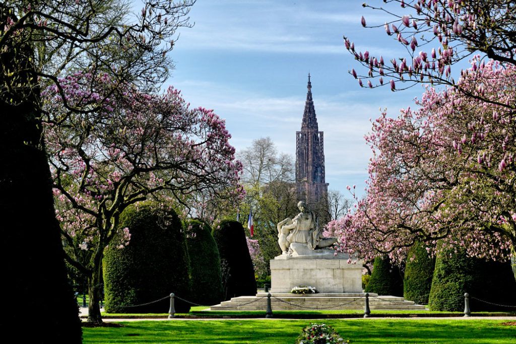 Spring in Strasbourg with stunning pink magnolias bloom