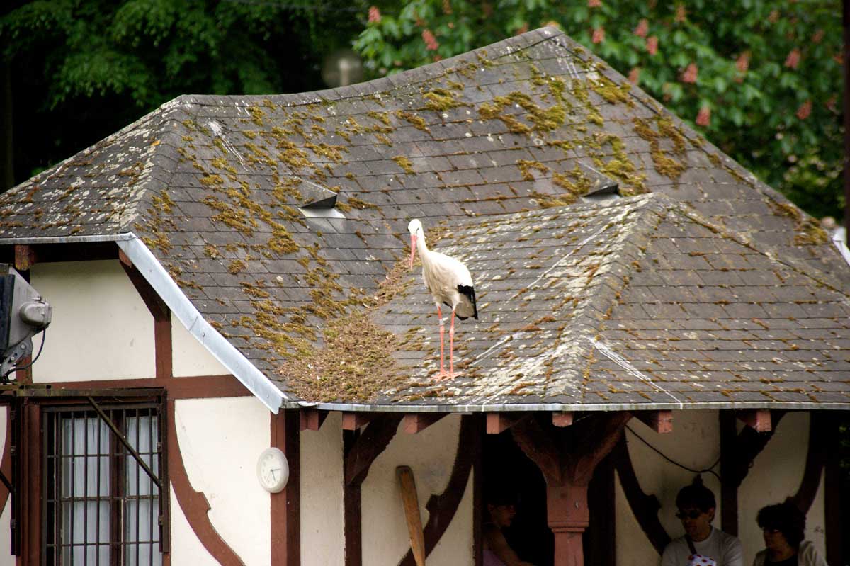 Stork on the roof of on Alsatian house in Strasbourg