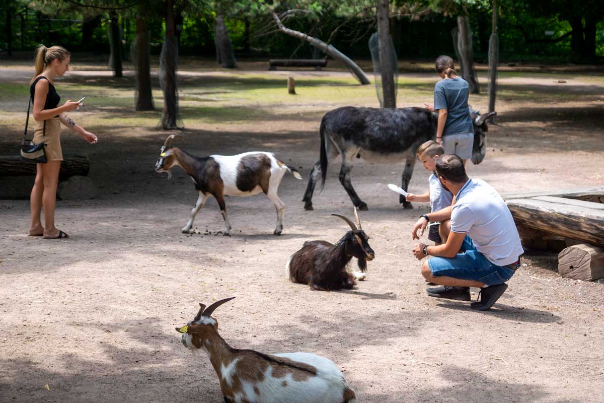 Discover Friedel Park: A Hidden Gem for Animal Lovers in Strasbourg